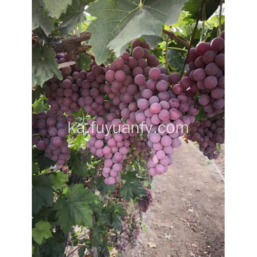 წითელი Seedless ყურძენი კვების